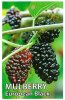 MORUS European Black (Mulberry)