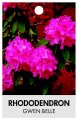RHODODENDRON GWEN BELLE