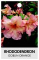 RHODODENDRON GOBLIN ORANGE