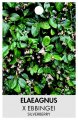 ELAEAGNUS X EBBINGEI