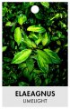 ELAEAGNUS X EBBINGEI LIMELIGHT