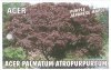 ACER palmatum Atropurpureum