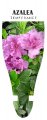 AZALEA EVERGREEN Temperance