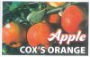 APPLE Cox's Orange