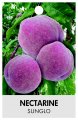 NECTARINE SUNGLO