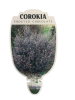 COROKIA Frosted Chocolate