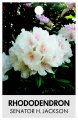 RHODODENDRON SENATOR H.JACKSON