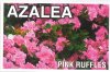 AZALEA Evergreen Pink Ruffles