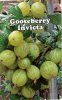 GOOSEBERRY Invicta - Green