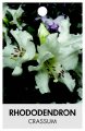 RHODODENDRON CRASSUM