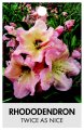 RHODODENDRON TWICE AS NICE