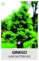 GINKGO 'Jade butterflies'