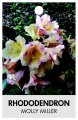 RHODODENDRON MOLLY MILLER