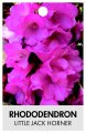 RHODODENDRON LITTLE JACK HORNER