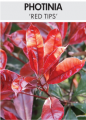 PHOTINIA RED TIPS