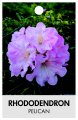 RHODODENDRON PELICAN