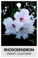 RHODODENDRON EXBURY CALSTOKER