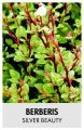 BERBERIS thunbergii SILVER BEAUTY
