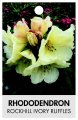 RHODODENDRON ROCKHILL IVORY RUFFLES