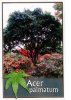 ACER palmatum [Japanese Maple]