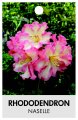 RHODODENDRON NASELLE