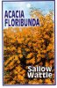 ACACIA floribunda