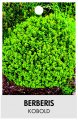 BERBERIS thunbergii KOBOLD