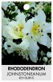 RHODODENDRON JOHNSTONEANUM 'KEN BURNS'