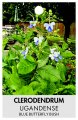 CLERODENDRUM UGANDENSE