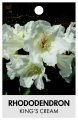 RHODODENDRON KING'S CREAM