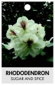 RHODODENDRON SUGAR AND SPICE