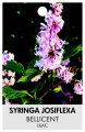 SYRINGA josiflexa 'Bellicent'