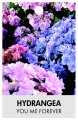 HYDRANGEA macrophylla 'You Me Forever'