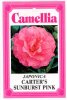 CAMELLIA Carter's Sunburst Pink Jap