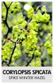 CORYLOPSIS spicata 'Spike Wnter Hazel'