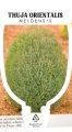 THUJA orientalis MELDENSIS
