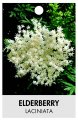 ELDERBERRY laciniata