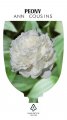PAEONIA ANN COUSINS