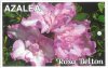 AZALEA evergreen Rosa Belton