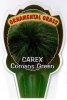 CAREX comans Green
