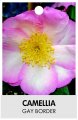 CAMELLIA GAY BORDER