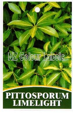 Pittosporum Limelight Nz Colour Labels Colour Picture Plant Labels For The Horticultural Industry