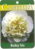 CAMELLIA Baby Sis Japonica