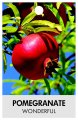 POMEGRANATE 'Wonderful'