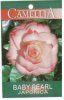 CAMELLIA Baby Pearl Japonica