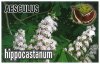 AESULUS hippocastanum