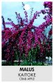 MALUS Kaitoke