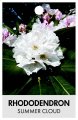 RHODODENDRON SUMMER CLOUD