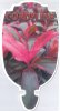 CORDYLINE fruticosa DARK RED