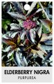 ELDERBERRY nigra 'Purpurea'